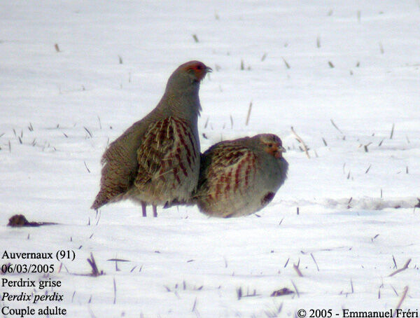 Grey Partridge