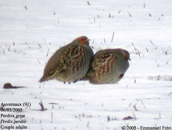 Grey Partridge