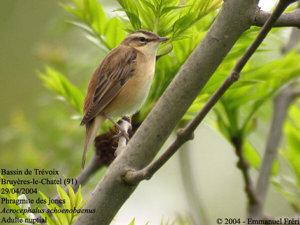 Sedge Warbler