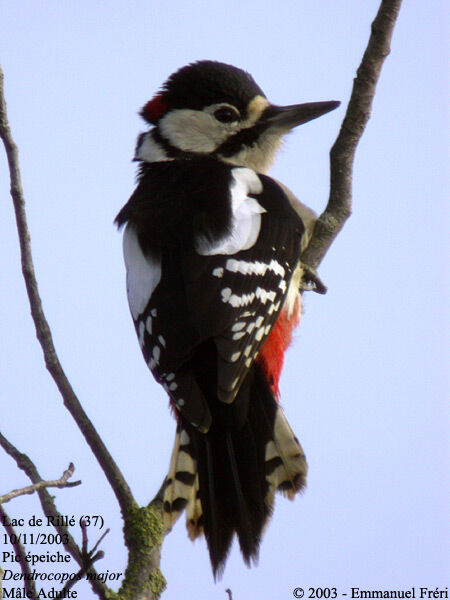 Great Spotted Woodpecker