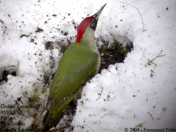 European Green Woodpecker