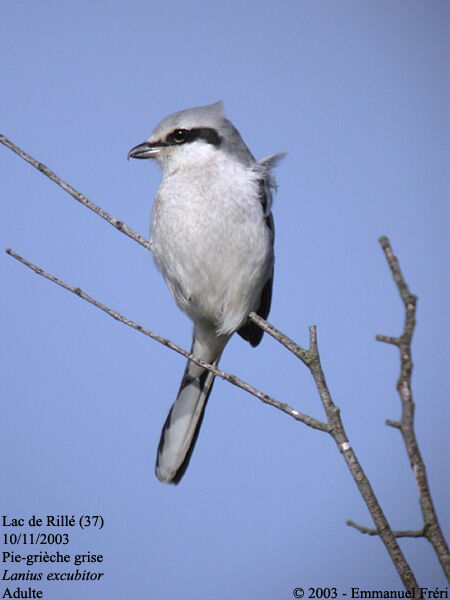 Great Grey Shrike