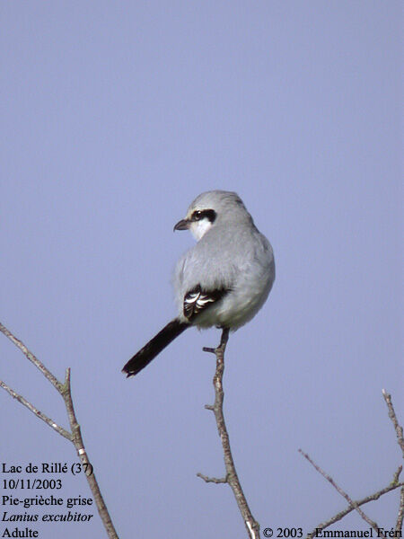 Great Grey Shrike