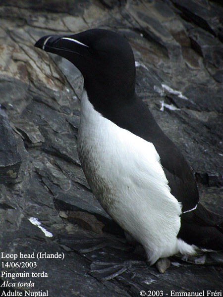 Razorbill