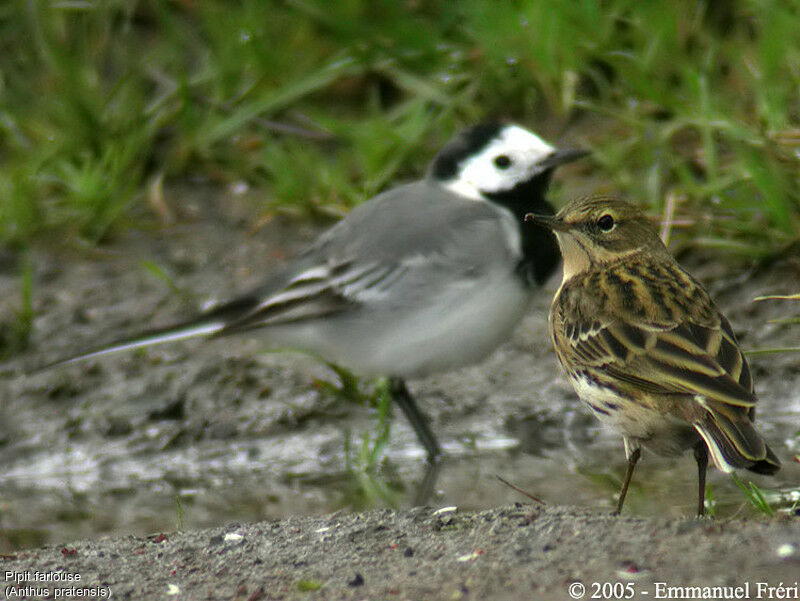 Meadow Pipit