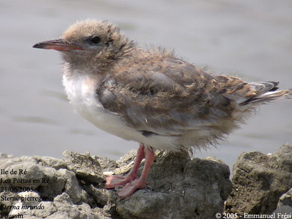 Common Tern