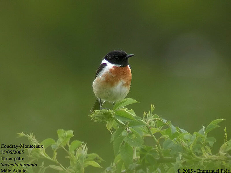 European Stonechat