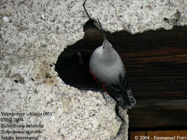 Wallcreeper