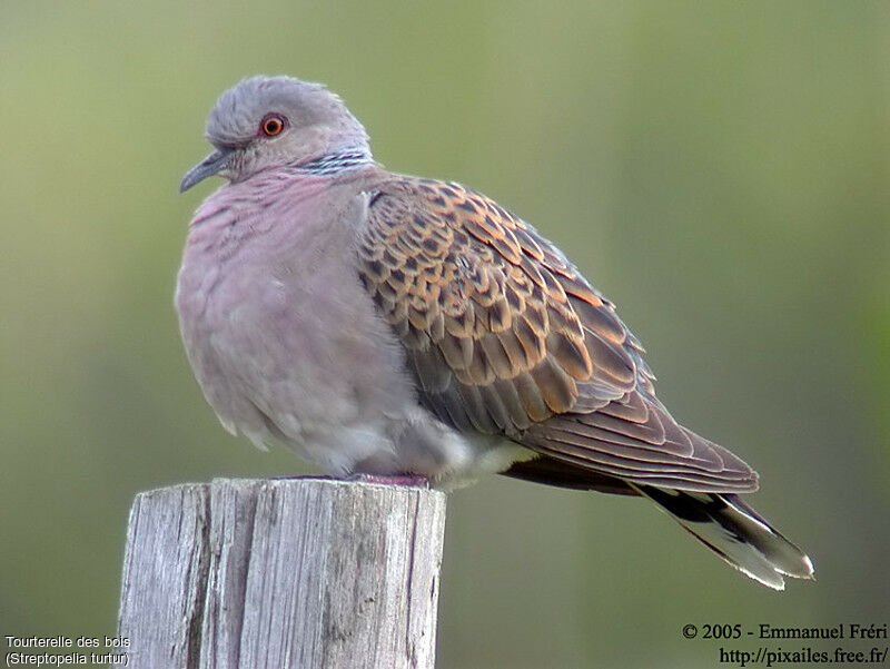 European Turtle Dove