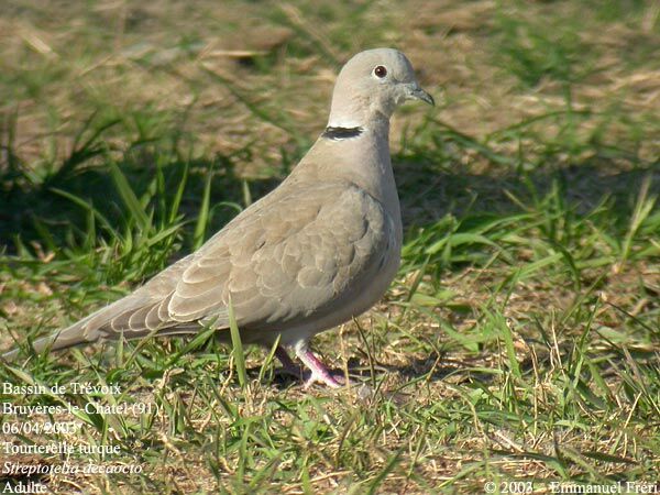 Eurasian Collared Dove