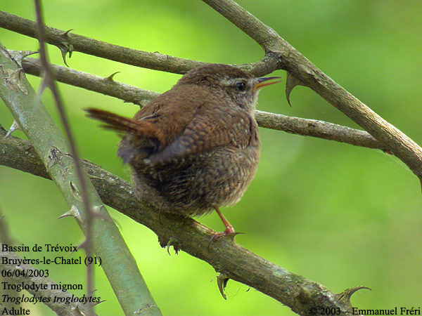 Eurasian Wren