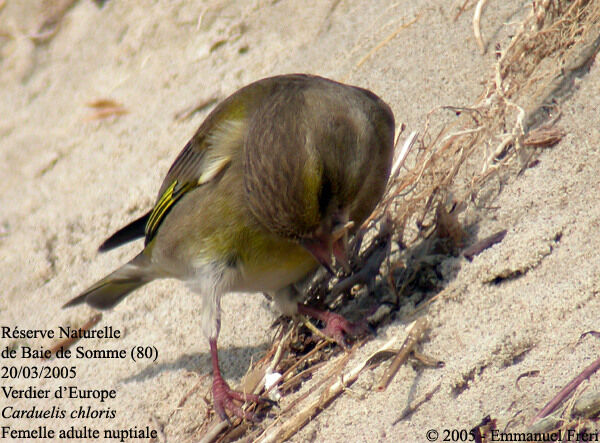 European Greenfinch