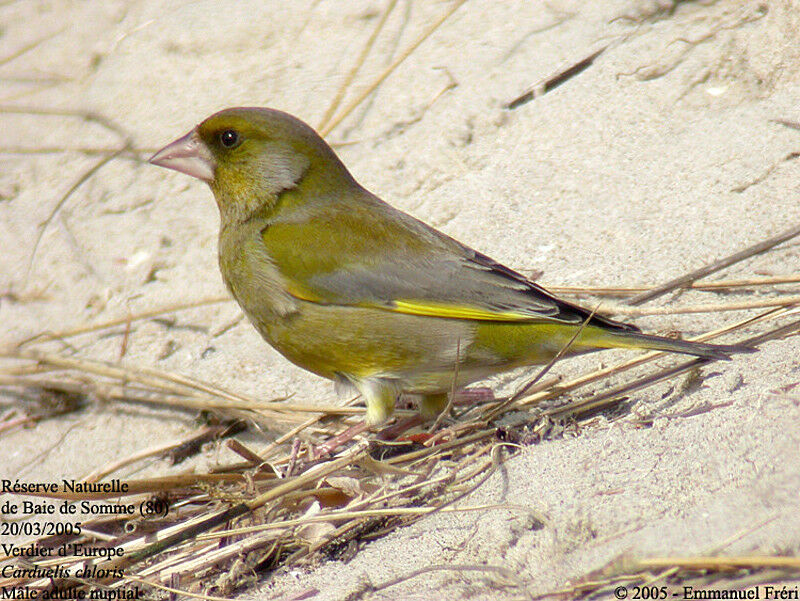 European Greenfinch