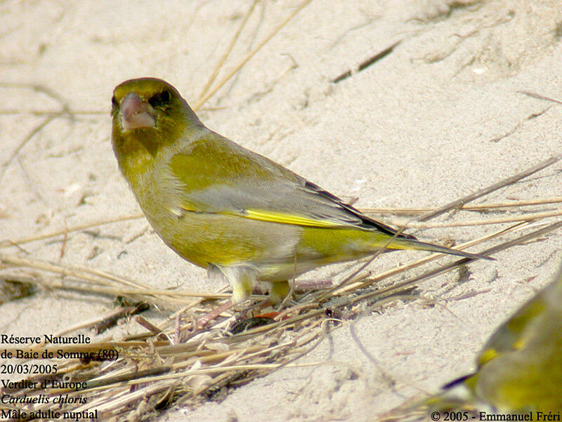 European Greenfinch