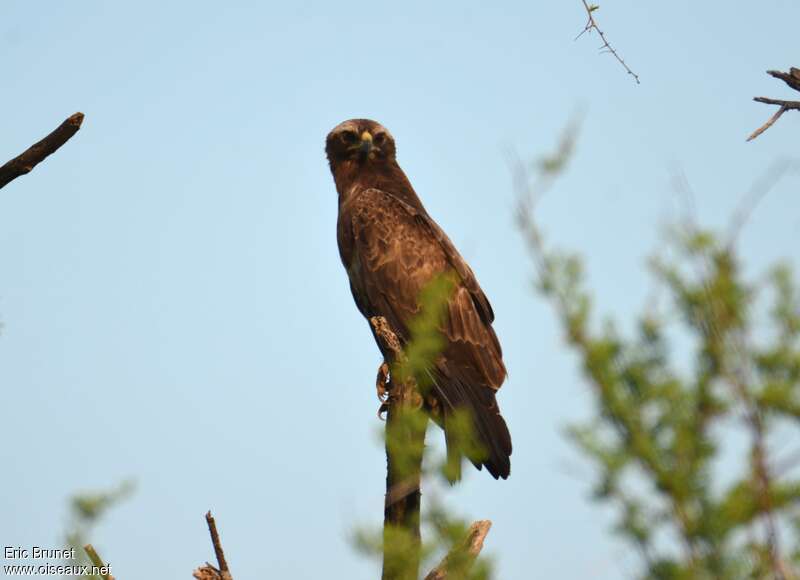 Wahlberg's Eagleadult, close-up portrait