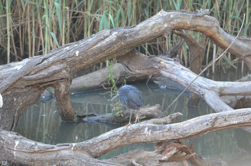 Black Heron, identification