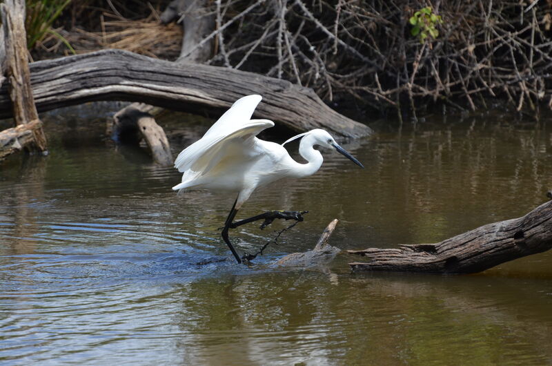 Little Egretadult breeding, identification