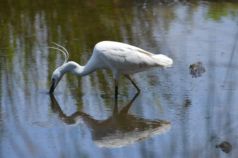 Aigrette garzetteadulte nuptial, identification