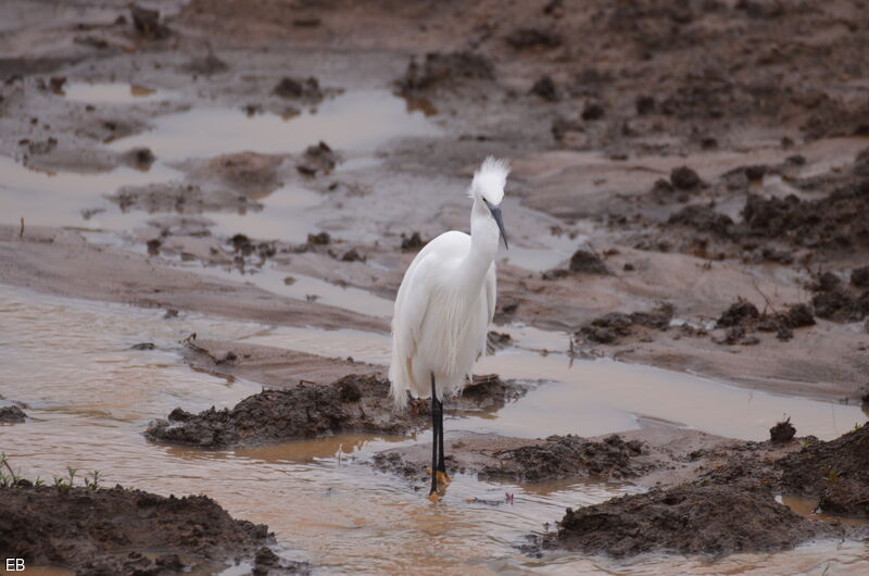 Little Egret, identification