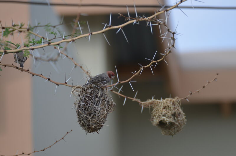 Red-headed Finchadult, identification, Reproduction-nesting