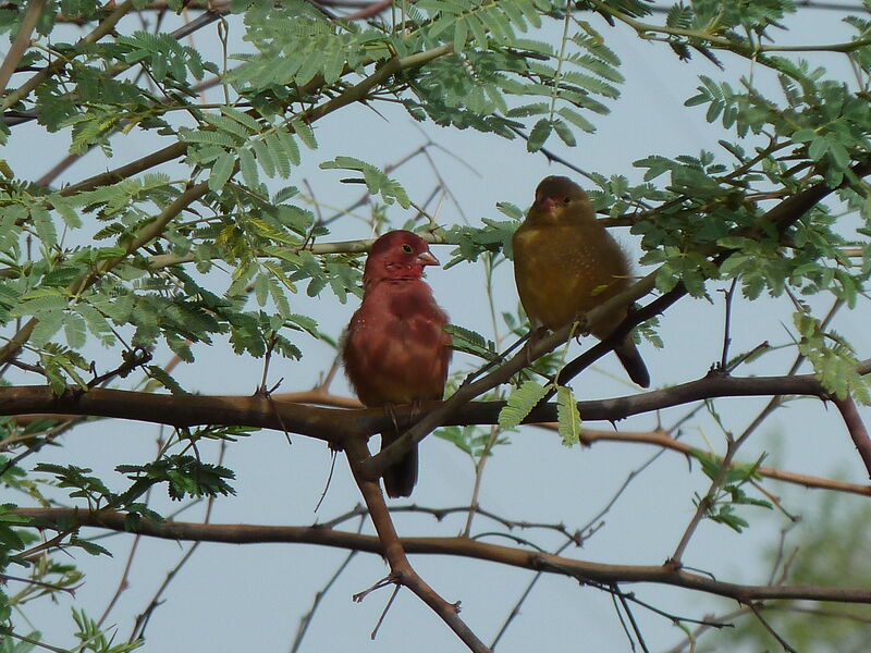 Red-billed Firefinchadult breeding