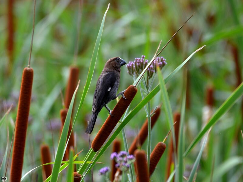 Thick-billed Weaveradult, identification