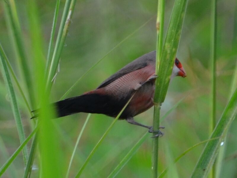 Common Waxbilladult, identification