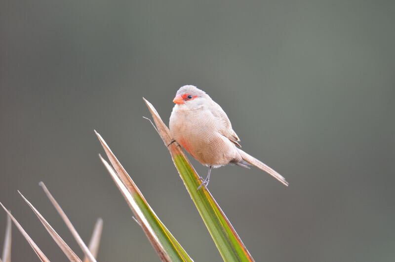 Common Waxbilladult, identification