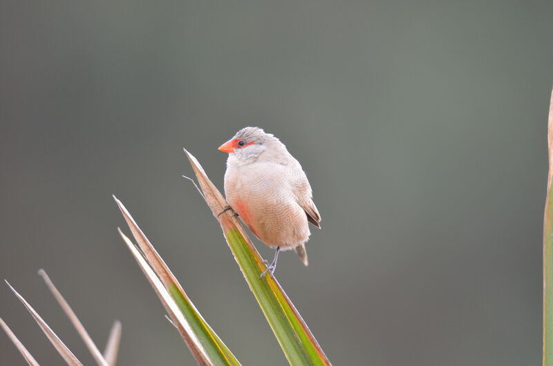 Common Waxbilladult, identification