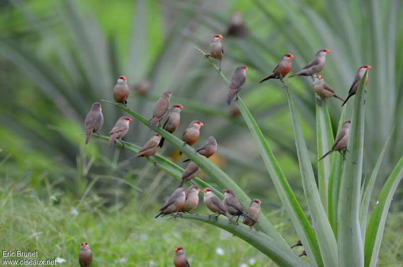 Common Waxbill, habitat, pigmentation