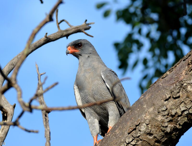 Pale Chanting Goshawkadult, identification