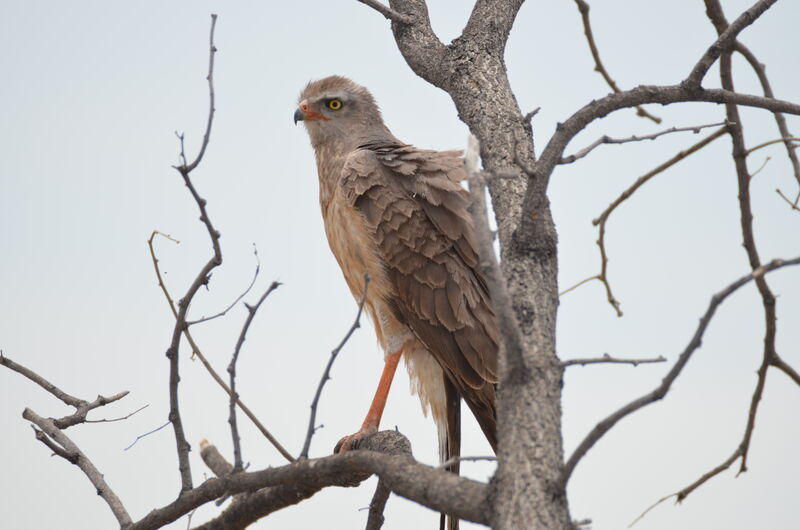 Pale Chanting Goshawk