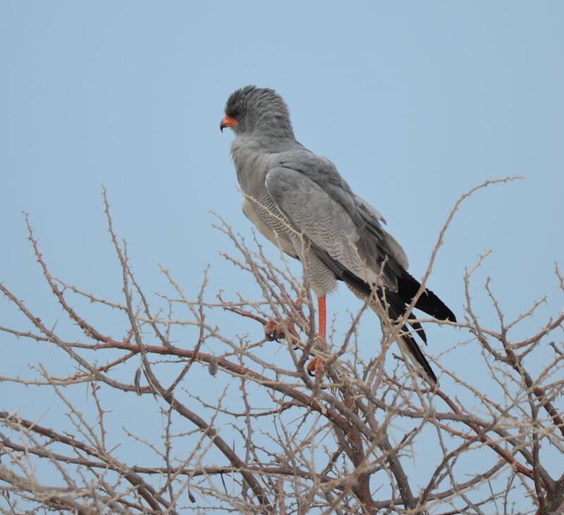 Autour chanteuradulte, identification