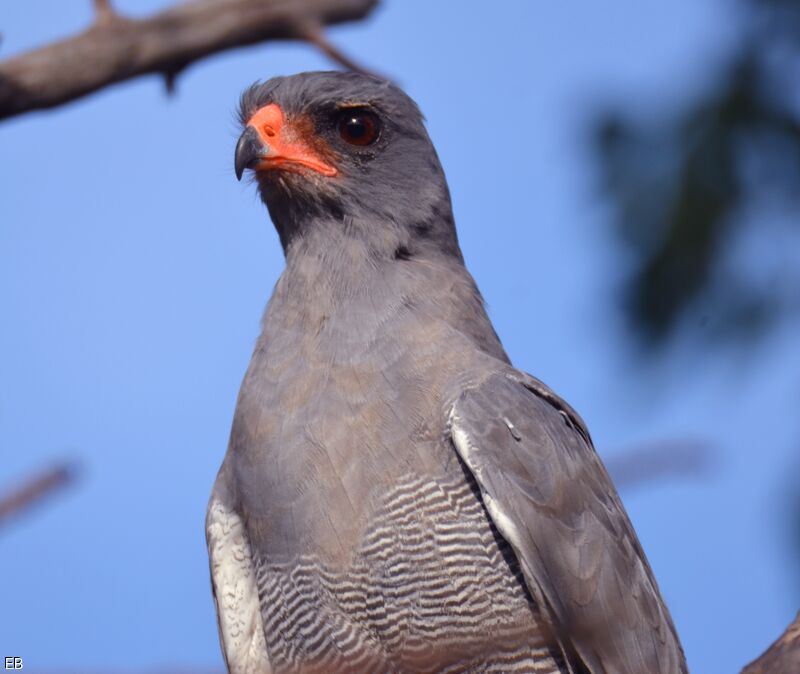 Pale Chanting Goshawkadult, identification, close-up portrait