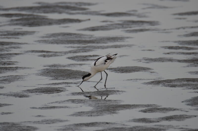 Pied Avocetadult, identification