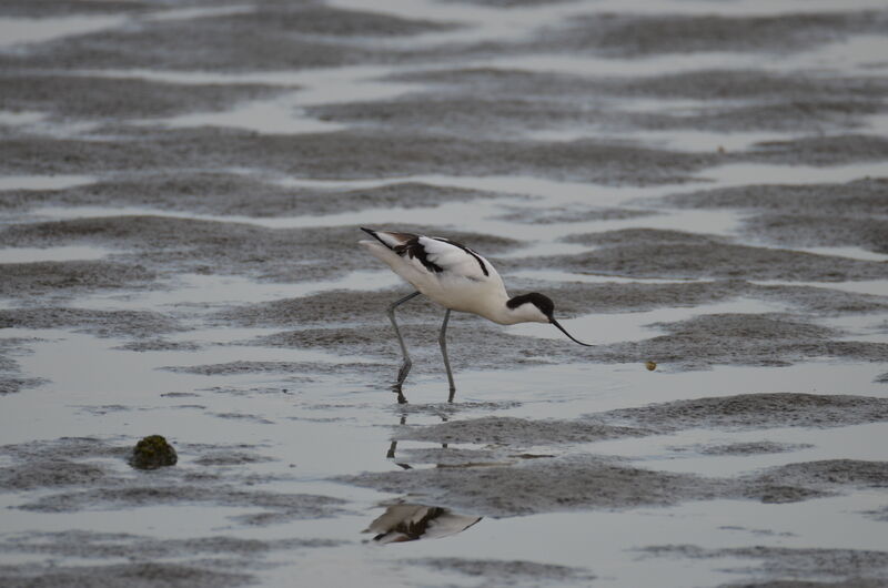 Avocette éléganteadulte, identification