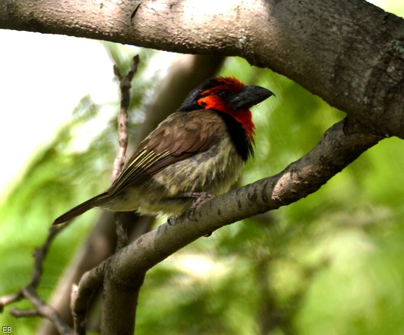 Black-collared Barbetadult, identification