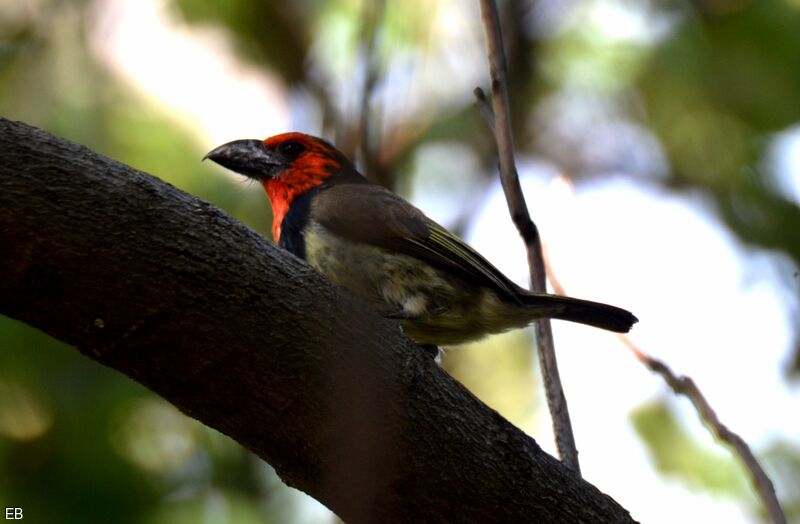 Black-collared Barbetadult, identification