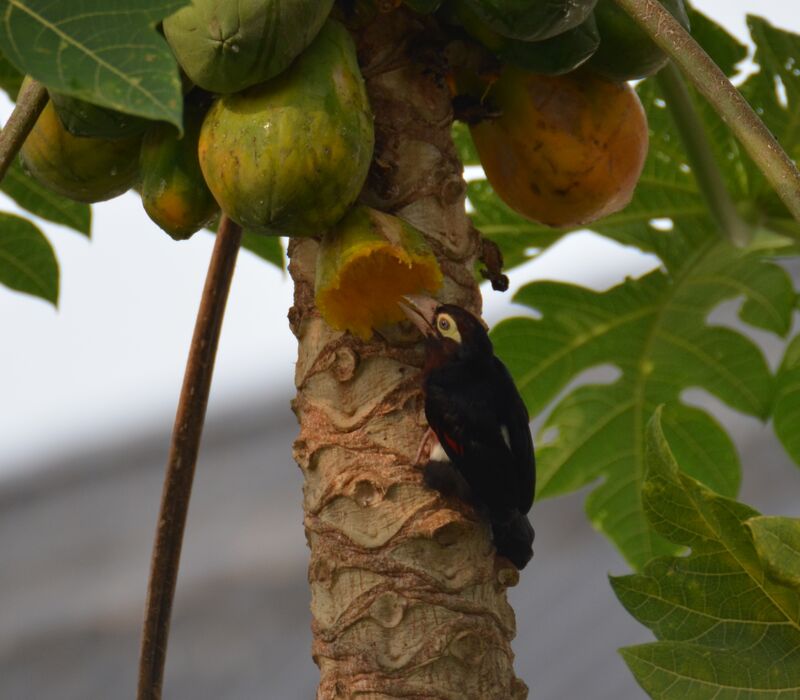 Double-toothed Barbet