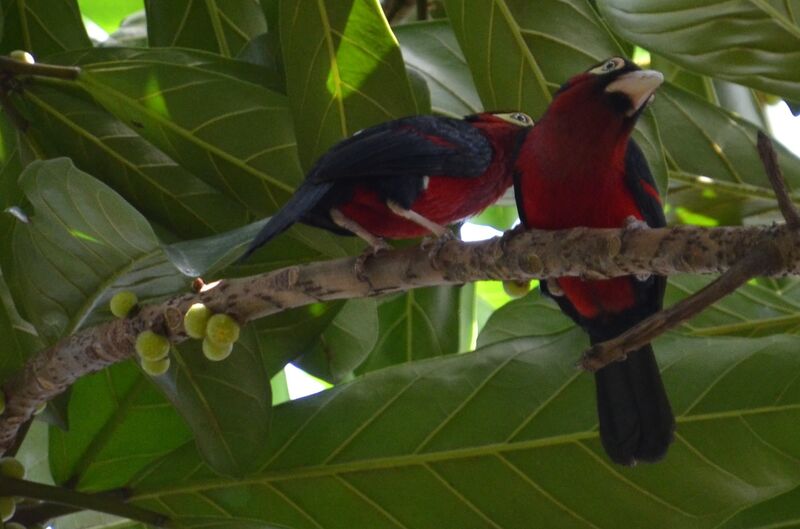 Double-toothed Barbet adult, Behaviour