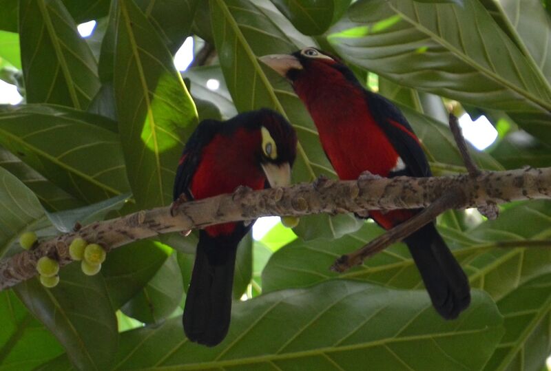 Double-toothed Barbet adult, identification