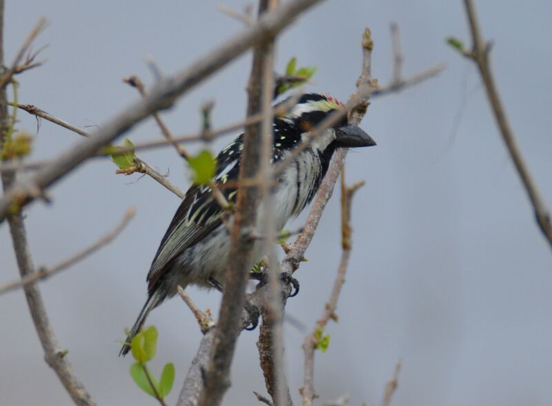 Acacia Pied Barbetadult, identification