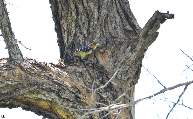 Crested Barbetadult, identification