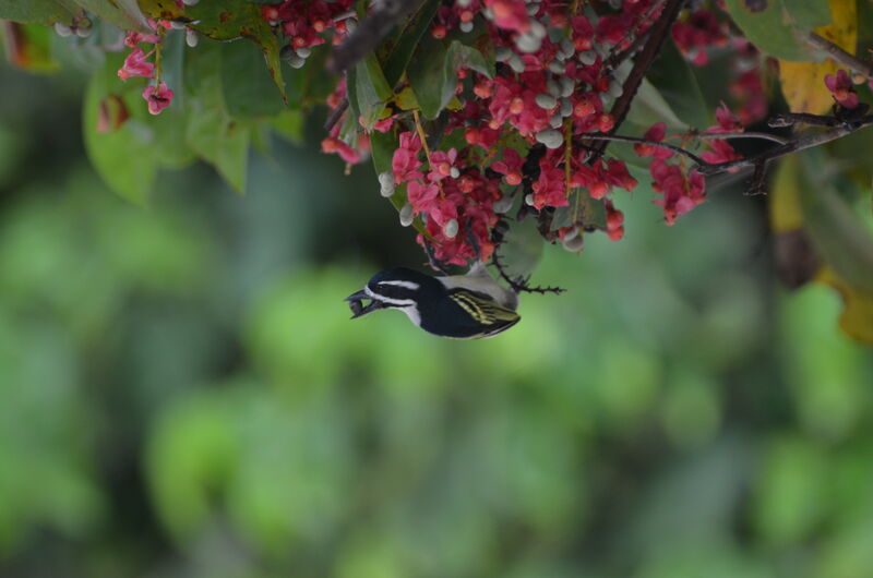 Yellow-rumped Tinkerbird (leucolaimus)adult, identification, feeding habits