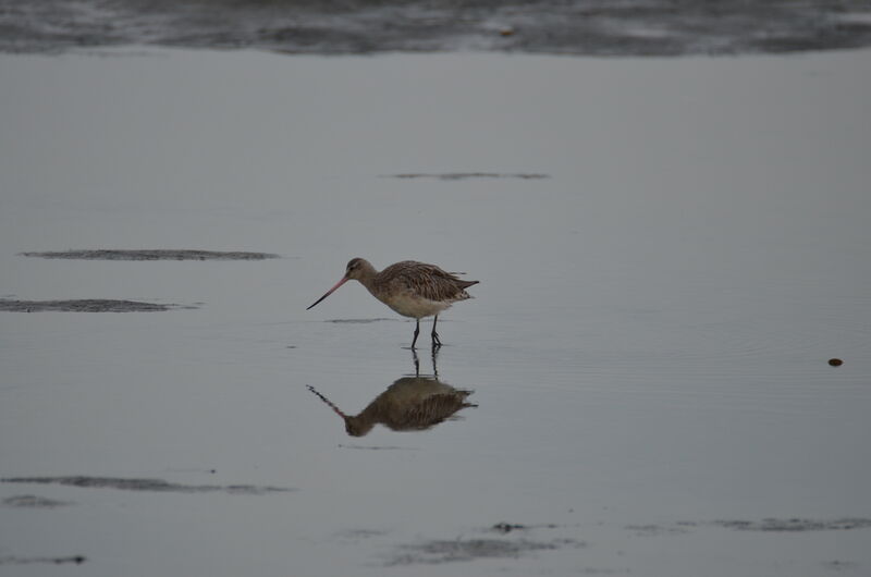 Black-tailed Godwitadult, identification