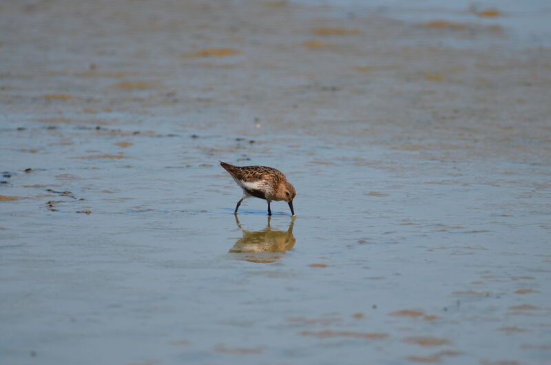 Dunlinadult breeding, identification