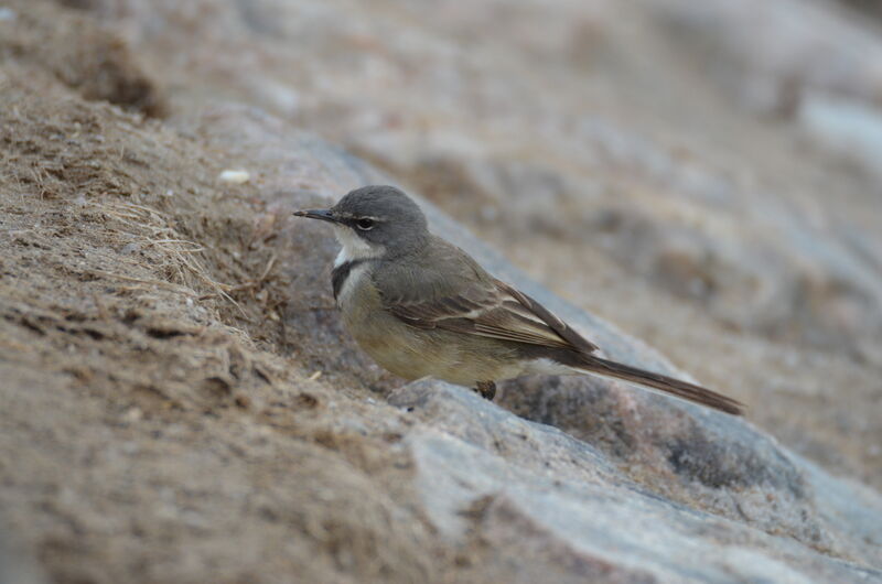 Cape Wagtailadult, identification