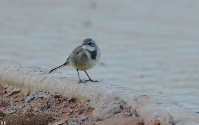 Cape Wagtailjuvenile, identification