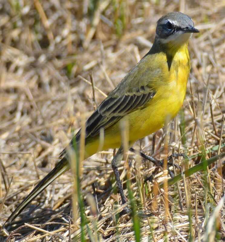 Western Yellow Wagtailadult, identification