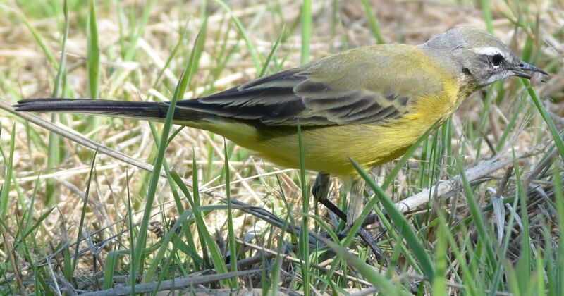 Western Yellow Wagtailadult, feeding habits